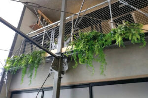 吹き抜けに垂れ下がるハンギンググリーン。