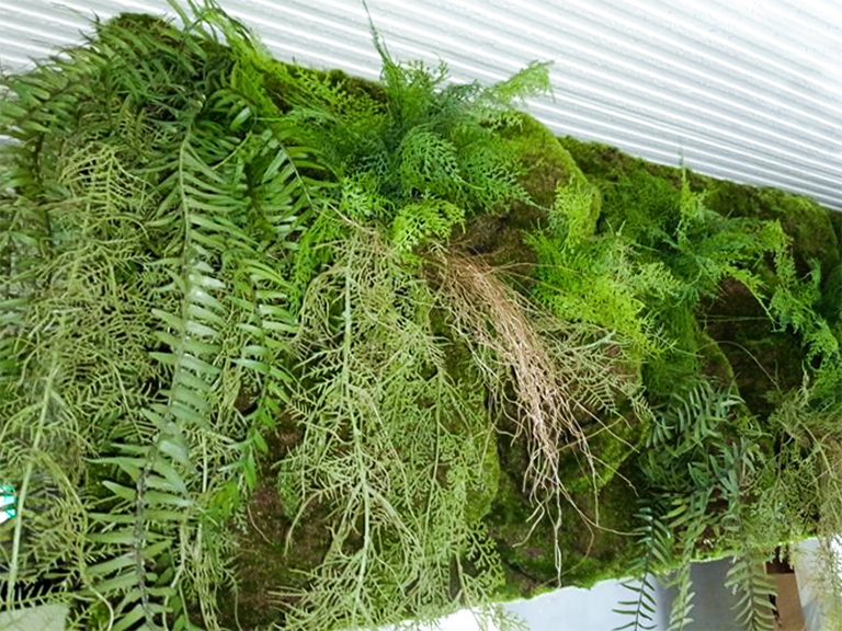 苔の凹凸と垂れ下がるグリーンを組み合わせた壁面装飾